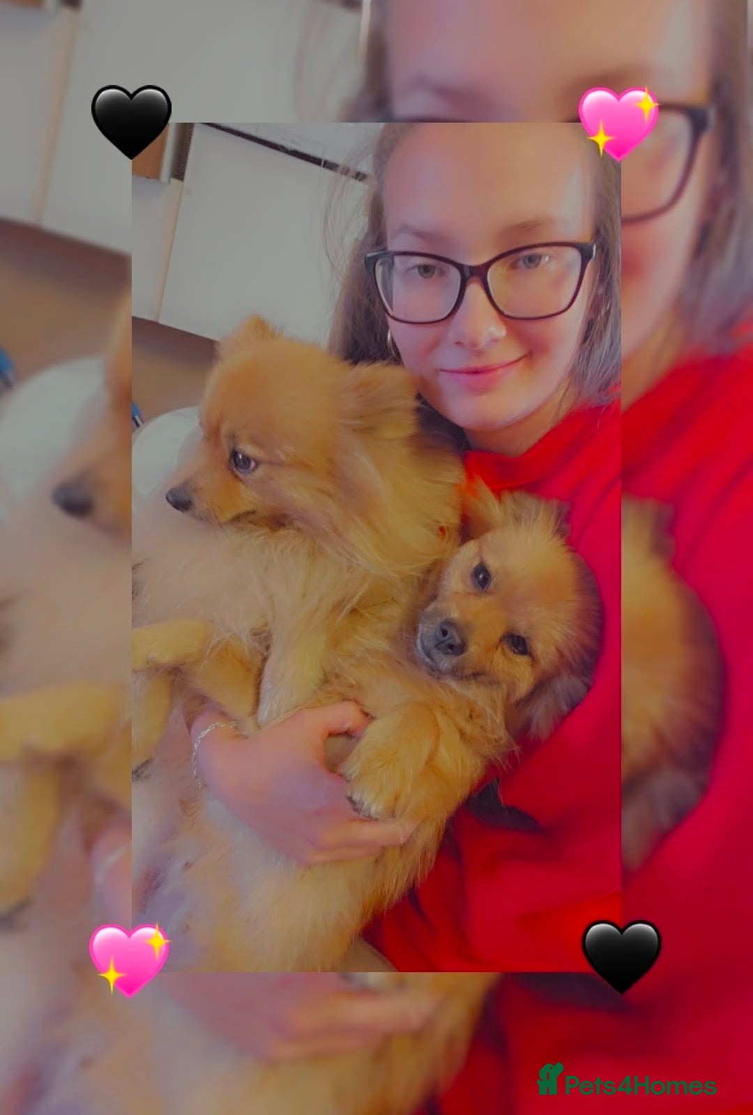 Pomeranian dogs for sale: Pomeranian puppies for sale - Advert 11