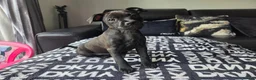 Patterdale Terrier dogs for sale: STUNNING FEMALE PATTERDALE TERRIER - Advert 1