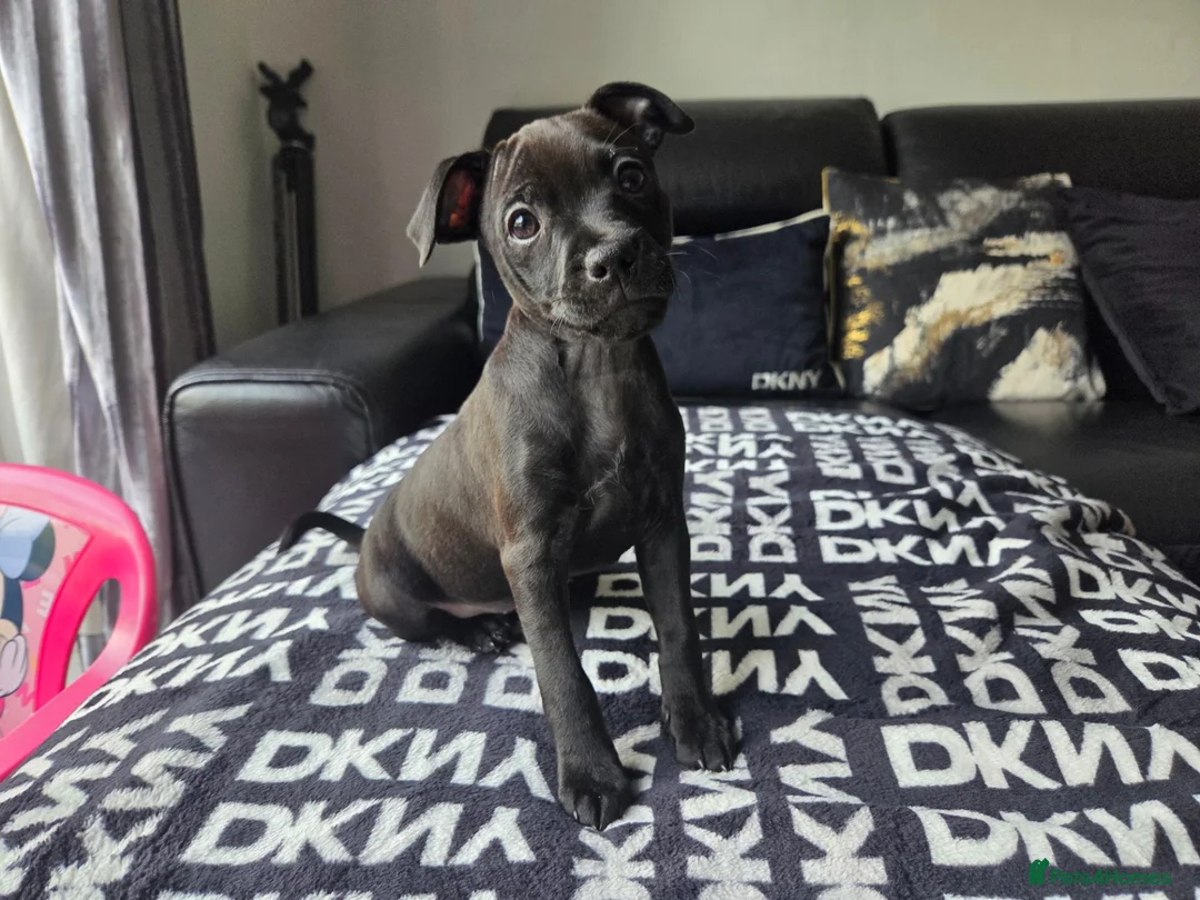 Patterdale Terrier dogs for sale: STUNNING FEMALE PATTERDALE TERRIER - Advert 1