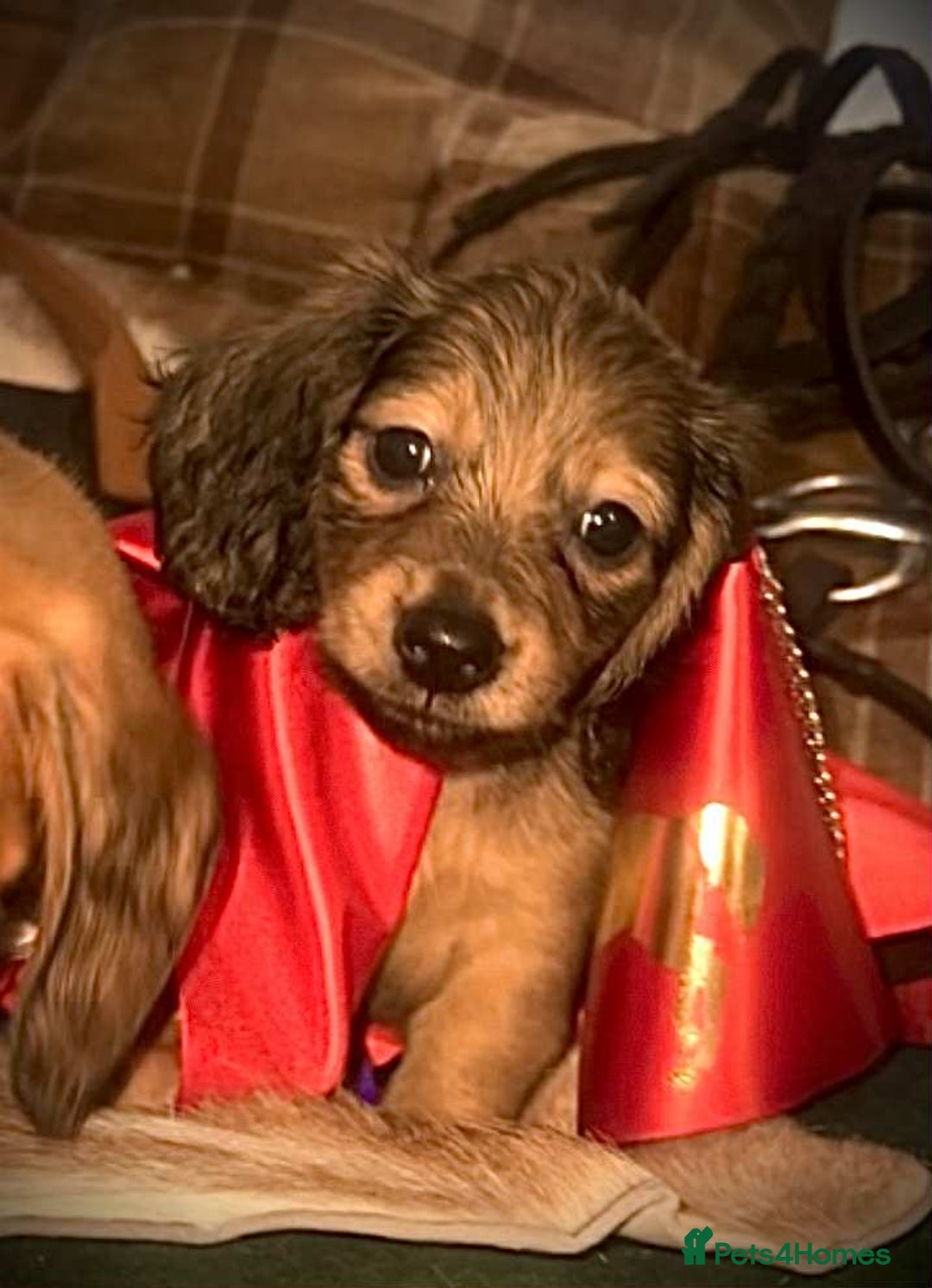 Miniature Dachshund dogs for sale: Pra clear mini smooth dachshund  - Image 2