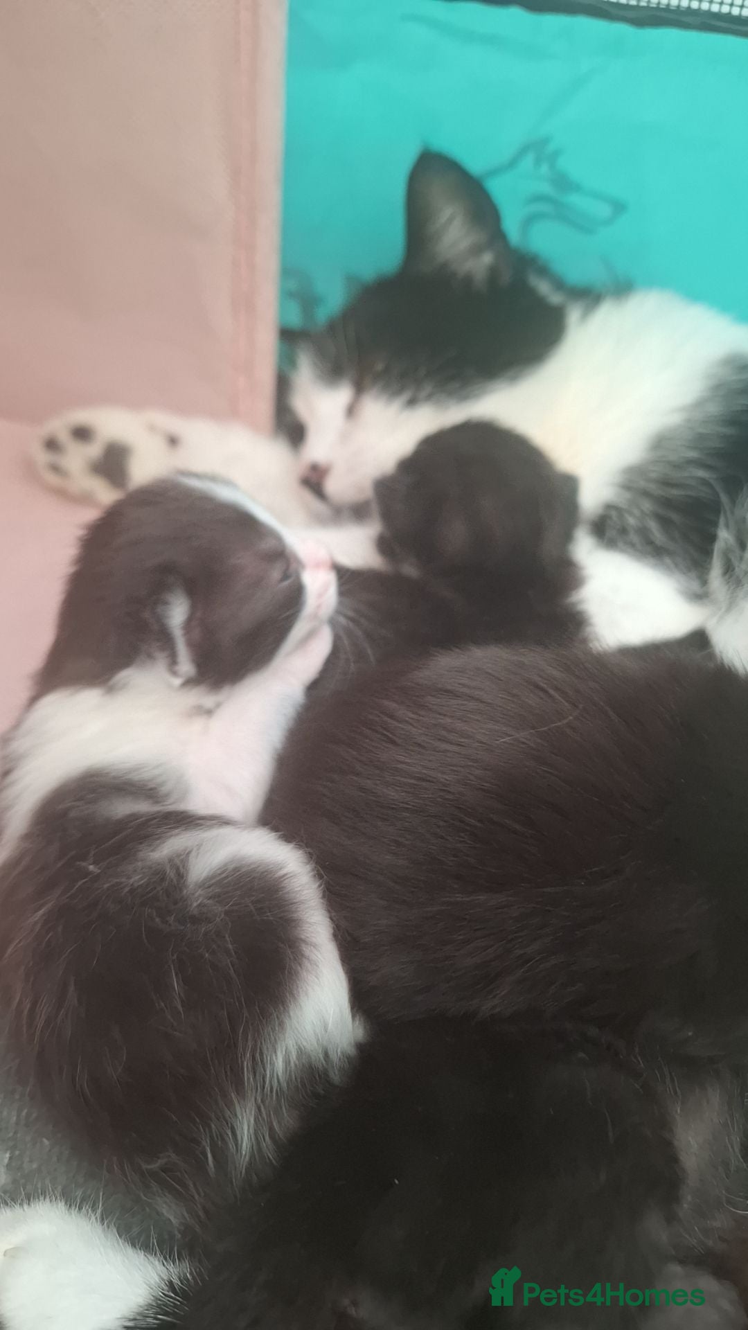 RagaMuffin cats Ragdoll mix kittens for sale - Advert 3
