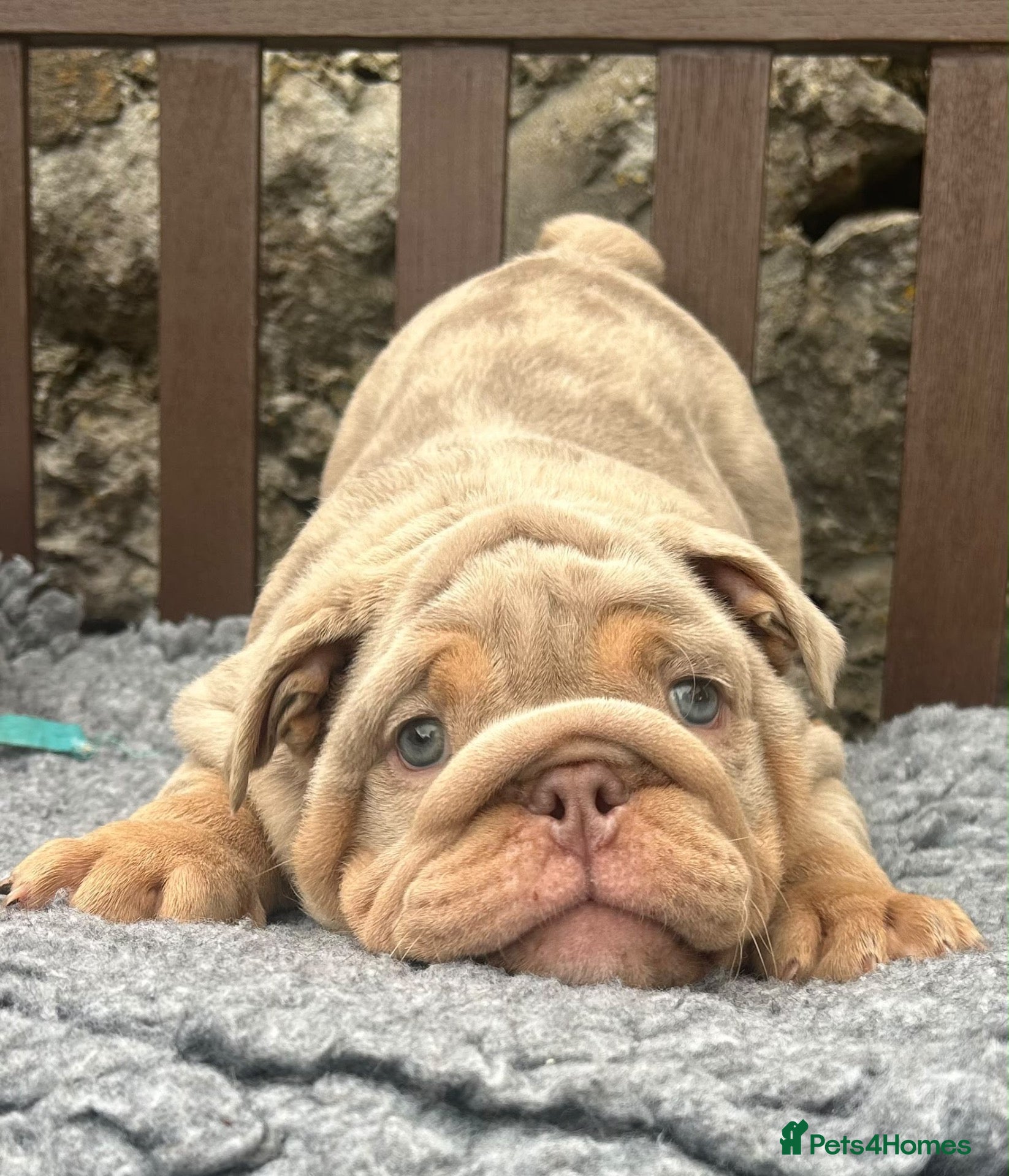 English Bulldog dogs Ready today! 2 boys left English bulldog puppies  - Advert 5