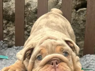 English Bulldog dogs Ready today! 2 boys left English bulldog puppies - Advert 5