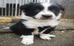Border Collie dogs for sale: Beautiful Fluffy collie pups for sale  - Image 6