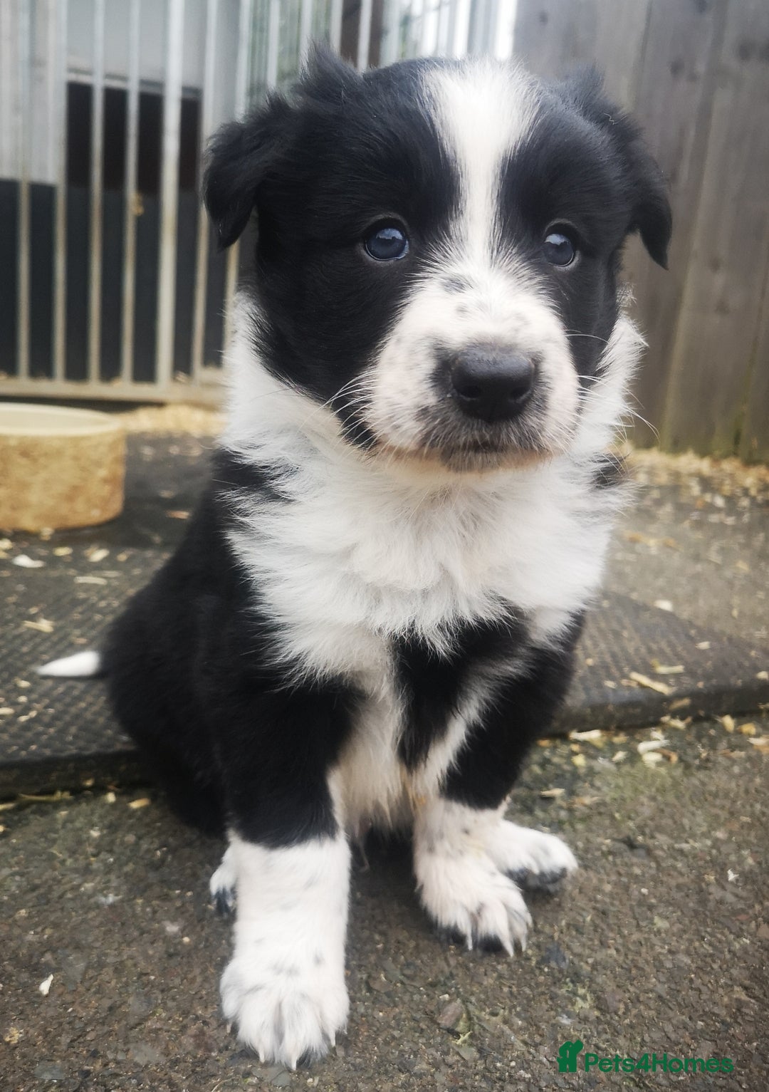 Border Collie dogs for sale: Beautiful Fluffy collie pups for sale  - Image 6