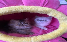 Persian cats for sale: READY NOW GCCF REG PKD FREE EXOTICS - Image 12