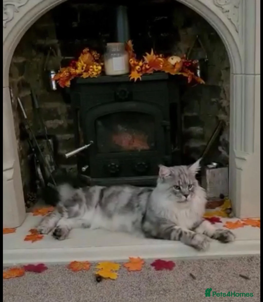 Maine Coon cats for stud: TICA champion and ICWW Maine Coon stud available  in Brighouse - Advert 18