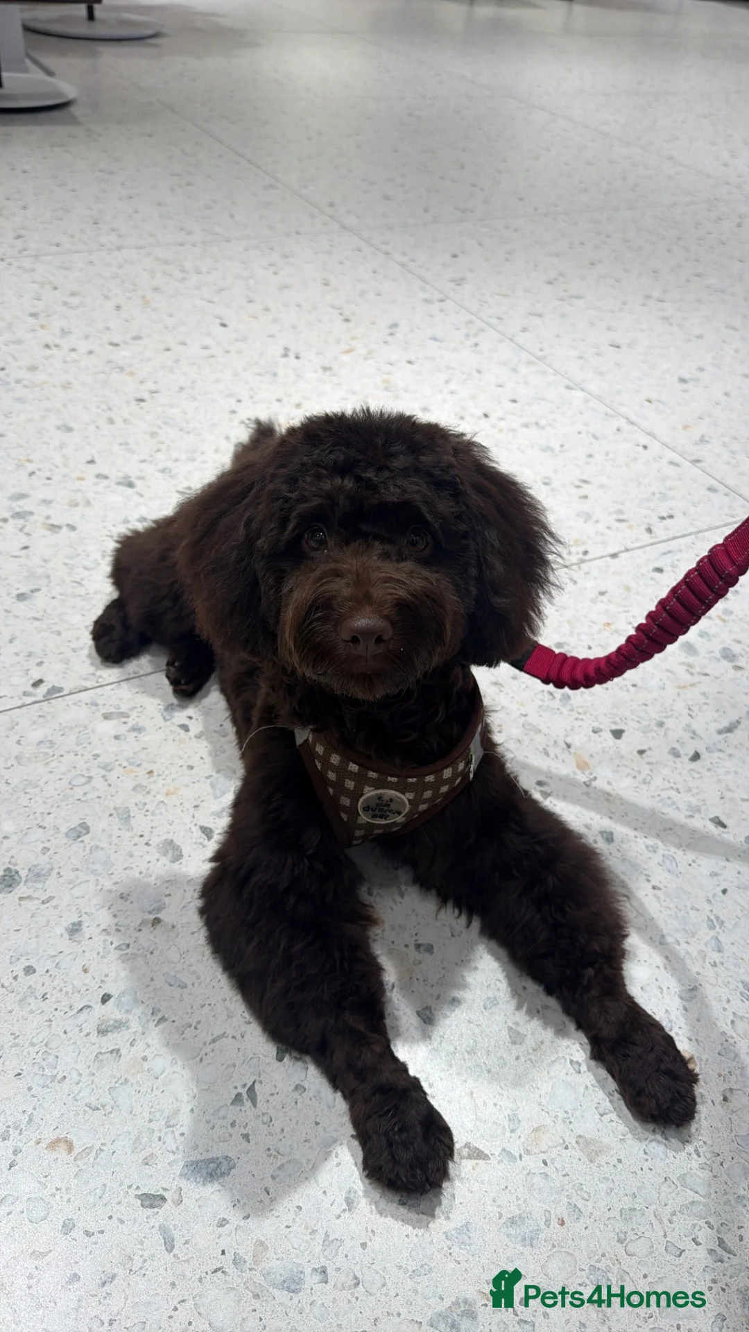 Cockapoo dogs for sale: Avaia the Cockapoo - Advert 2