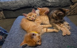 Mixed Breed cats for sale: 4 BEAUTIFUL KITTENS  - Image 6