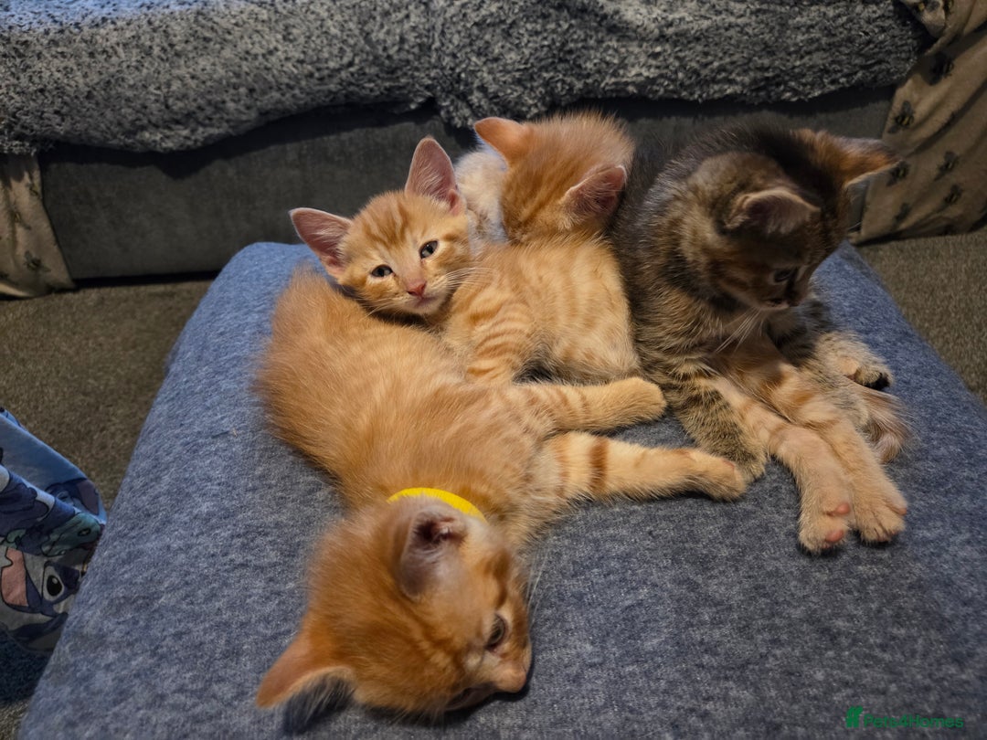 Mixed Breed cats for sale: 4 BEAUTIFUL KITTENS  - Image 6