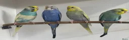 Budgerigars birds for sale: Budgies - Advert 1