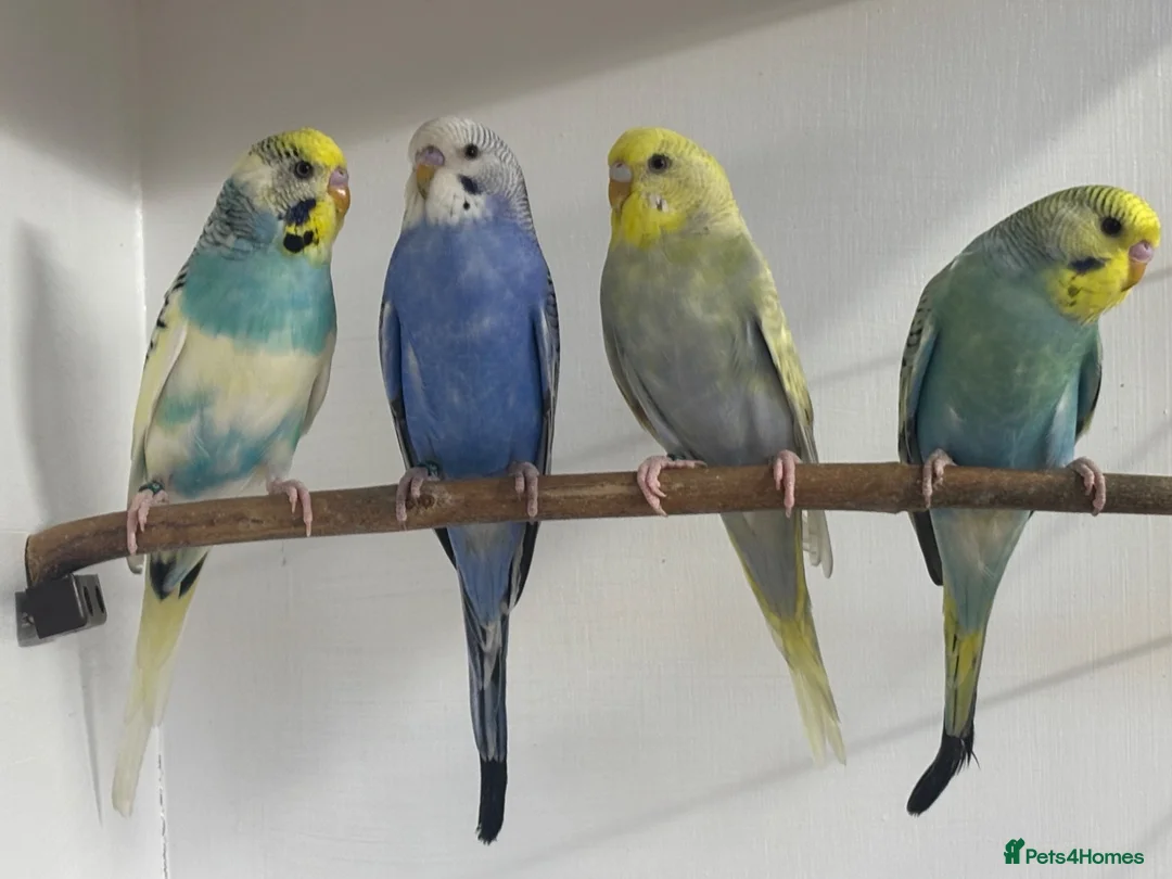 Budgerigars birds for sale: Budgies - Advert 1