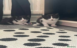Maine Coon cats for sale: Kittens for sale  - Image 14