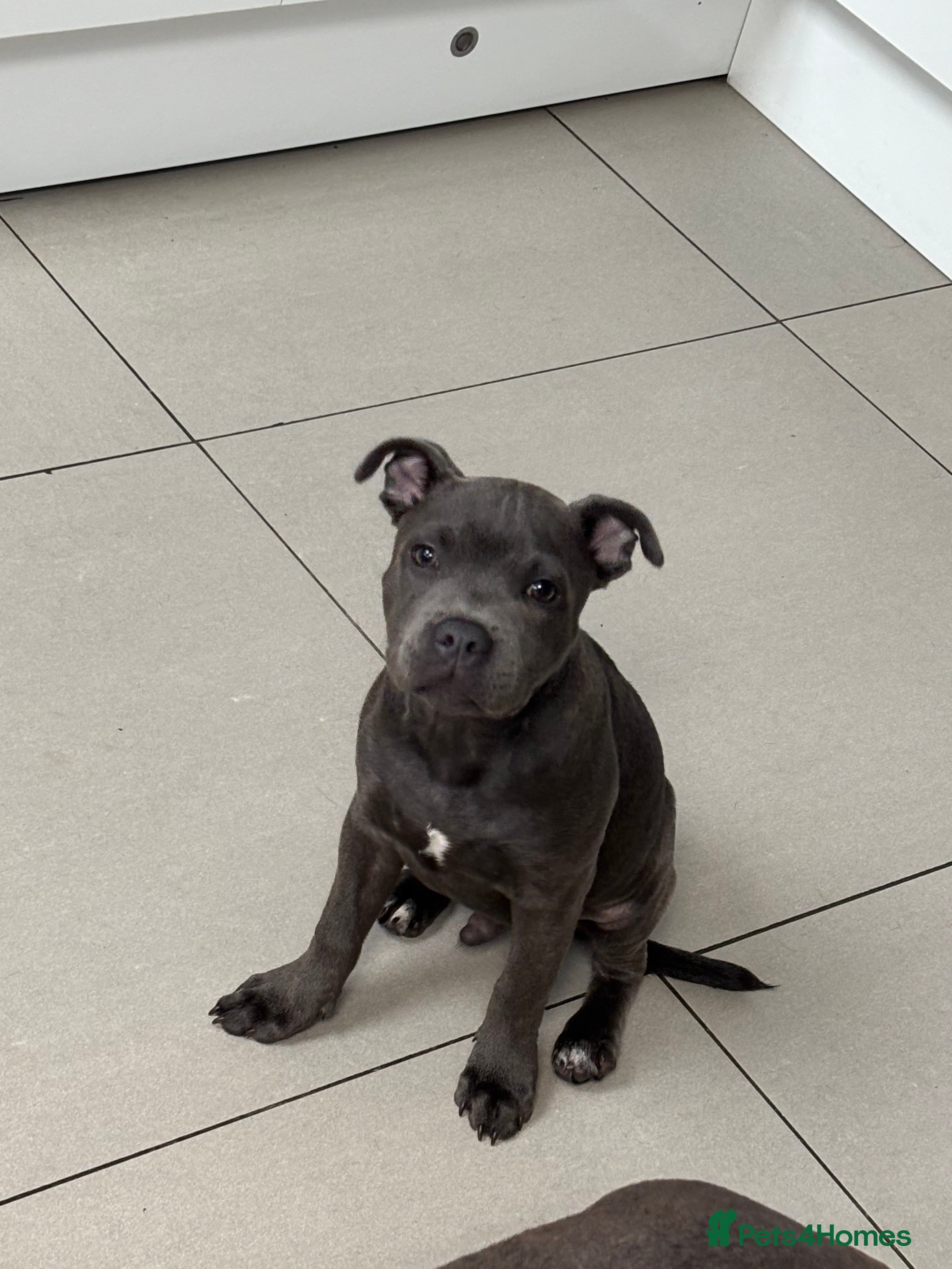 Staffordshire Bull Terrier dogs Male Blue Staffordshire Bull Terrier Puppy  - Advert 5