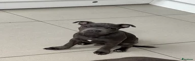 Staffordshire Bull Terrier 2