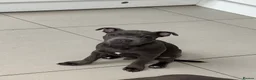 Staffordshire Bull Terrier dogs for sale: Male Blue Staffordshire Bull Terrier Puppy  - Advert 7
