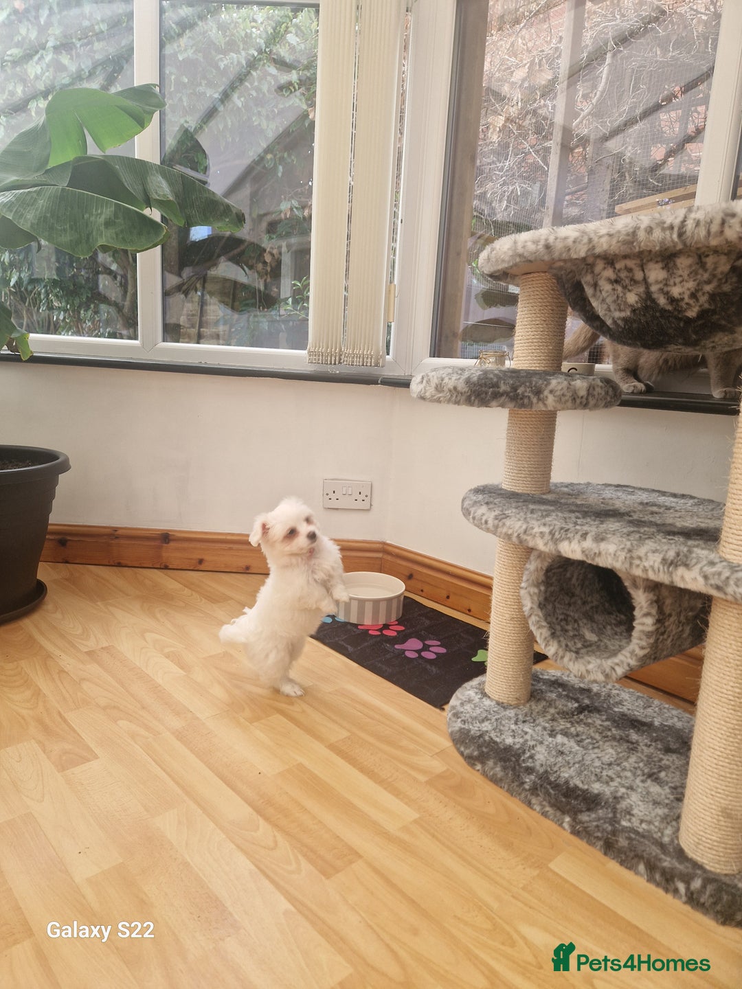 Pomeranian dogs for stud: Bishon maltese  - Image 4