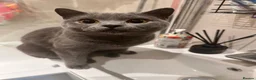 Scottish Fold cats for sale: Scottish fold and British shorthair kittens in Slough - Advert 32
