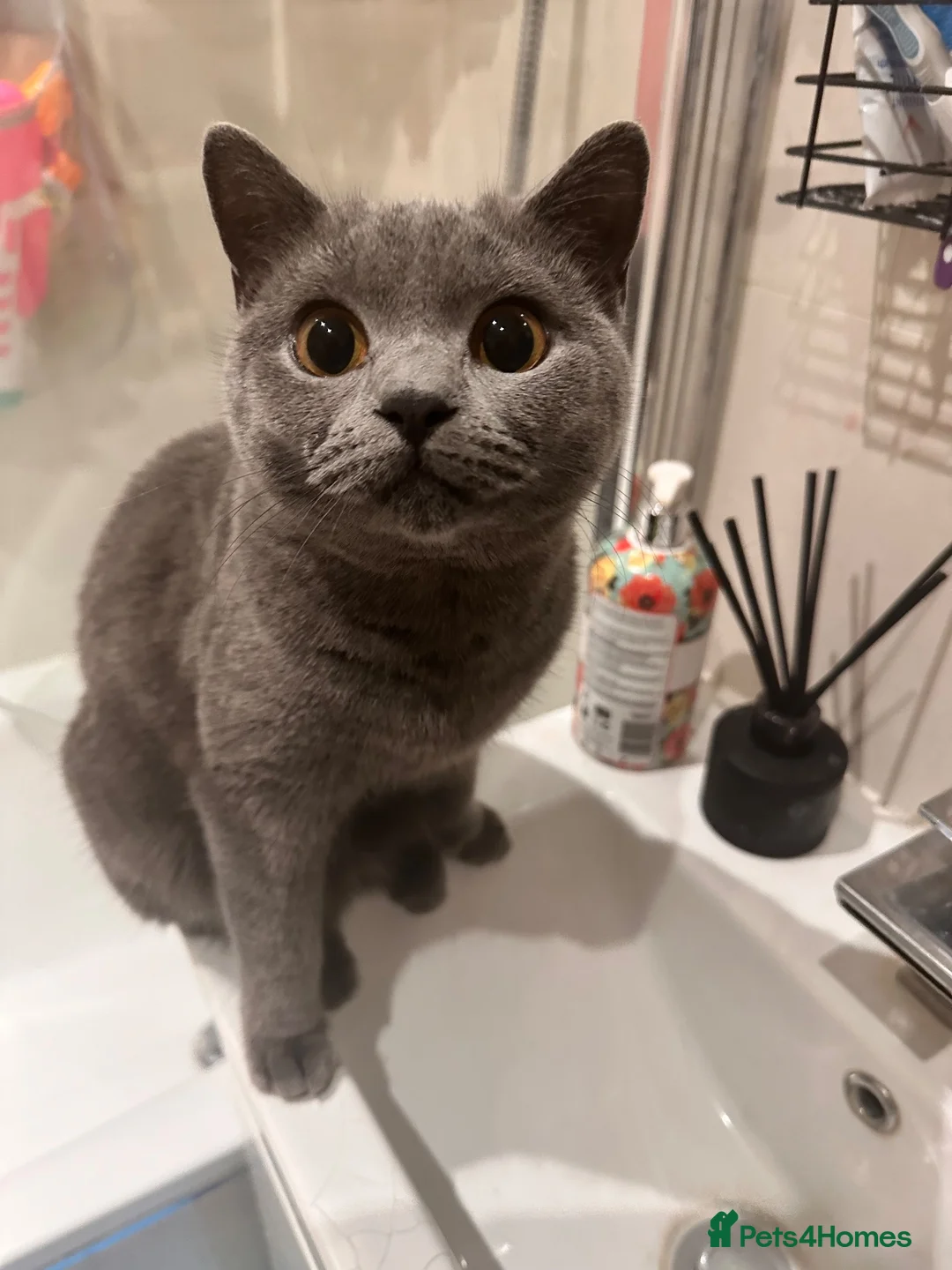 Scottish Fold cats for sale: Scottish fold and British shorthair kittens in Slough - Advert 32