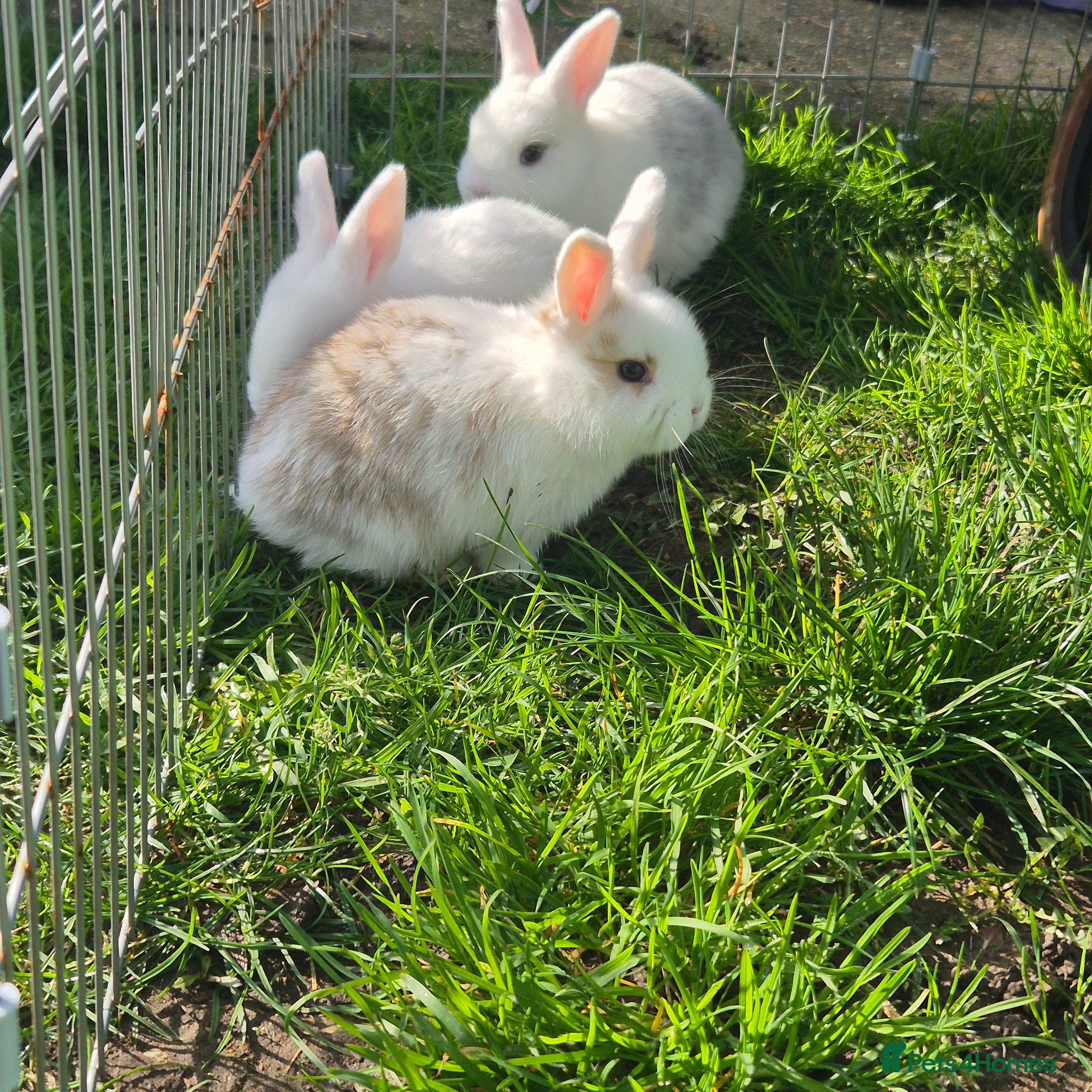 Mini Lop rabbits Beautiful mini lop x Rex kits ready April - Advert 10