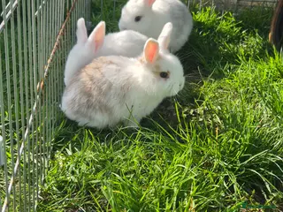 Mini Lop rabbits Beautiful mini lop x Rex kits ready April - Advert 10