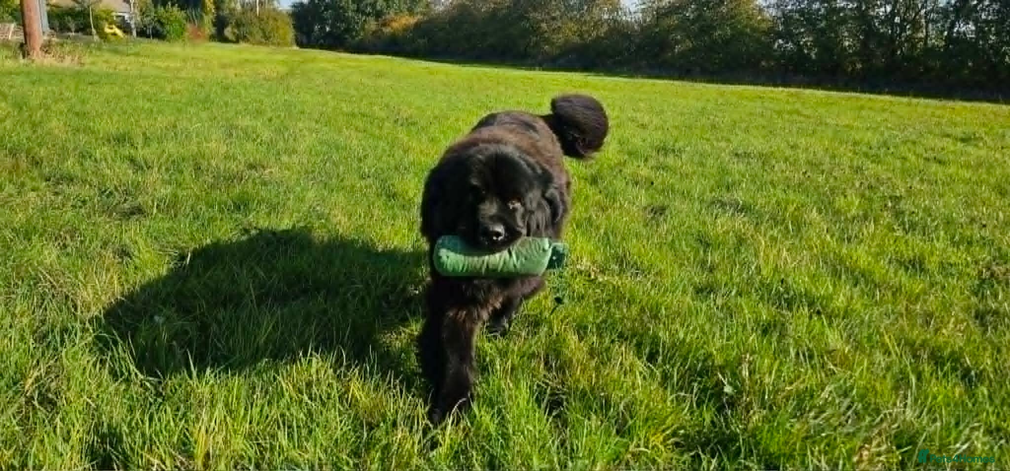 Newfoundland dogs Beautiful KC Registered Newfoundland Puppies!! - Advert 1