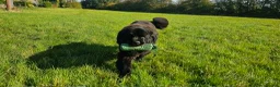 Newfoundland dogs for sale: Beautiful KC Registered Newfoundland Puppies!! - Advert 1