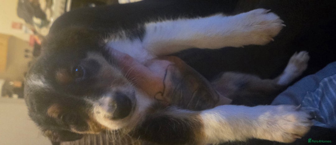 Border Collie dogs for sale: bored collie puppies  - Image 1