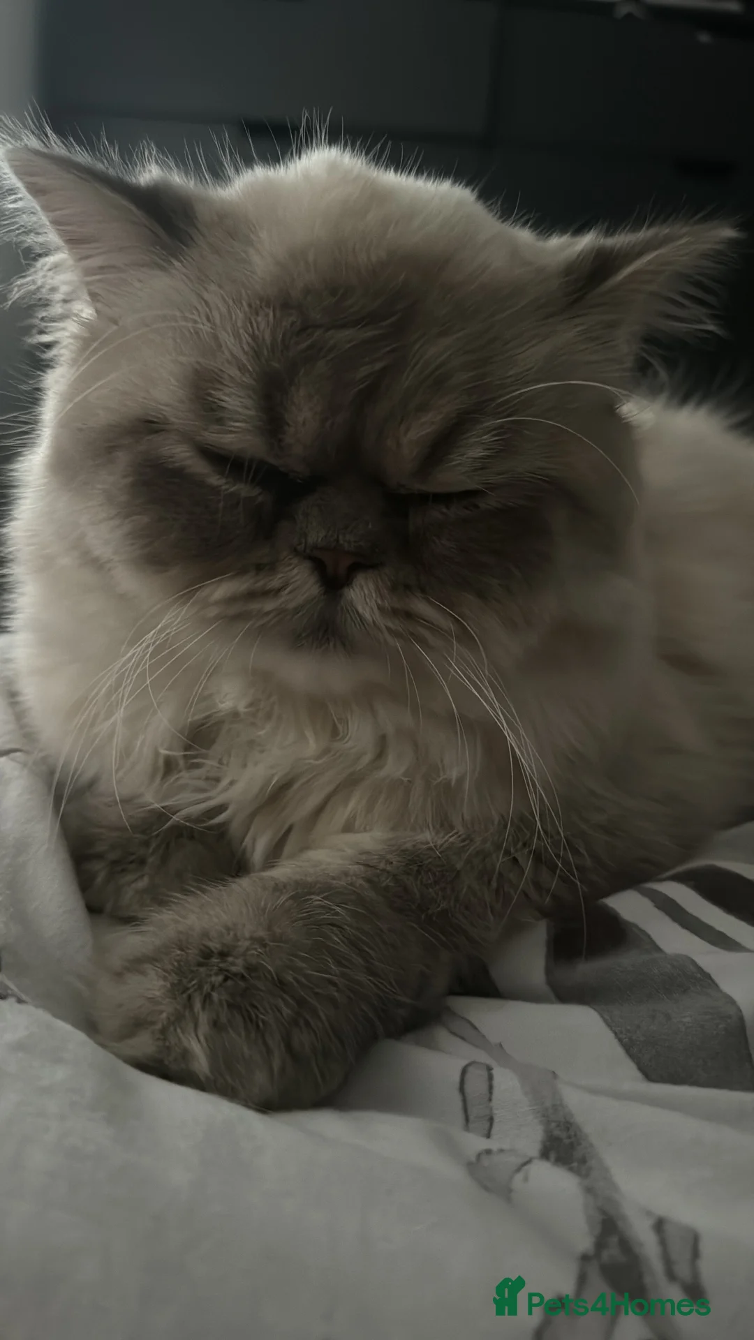 Persian cats for stud: Introducing super stud Snowball  in Leicester - Advert 6