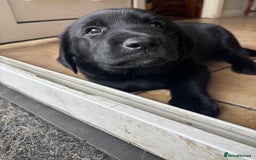 Borador dogs for sale: Borador puppies  - Image 5