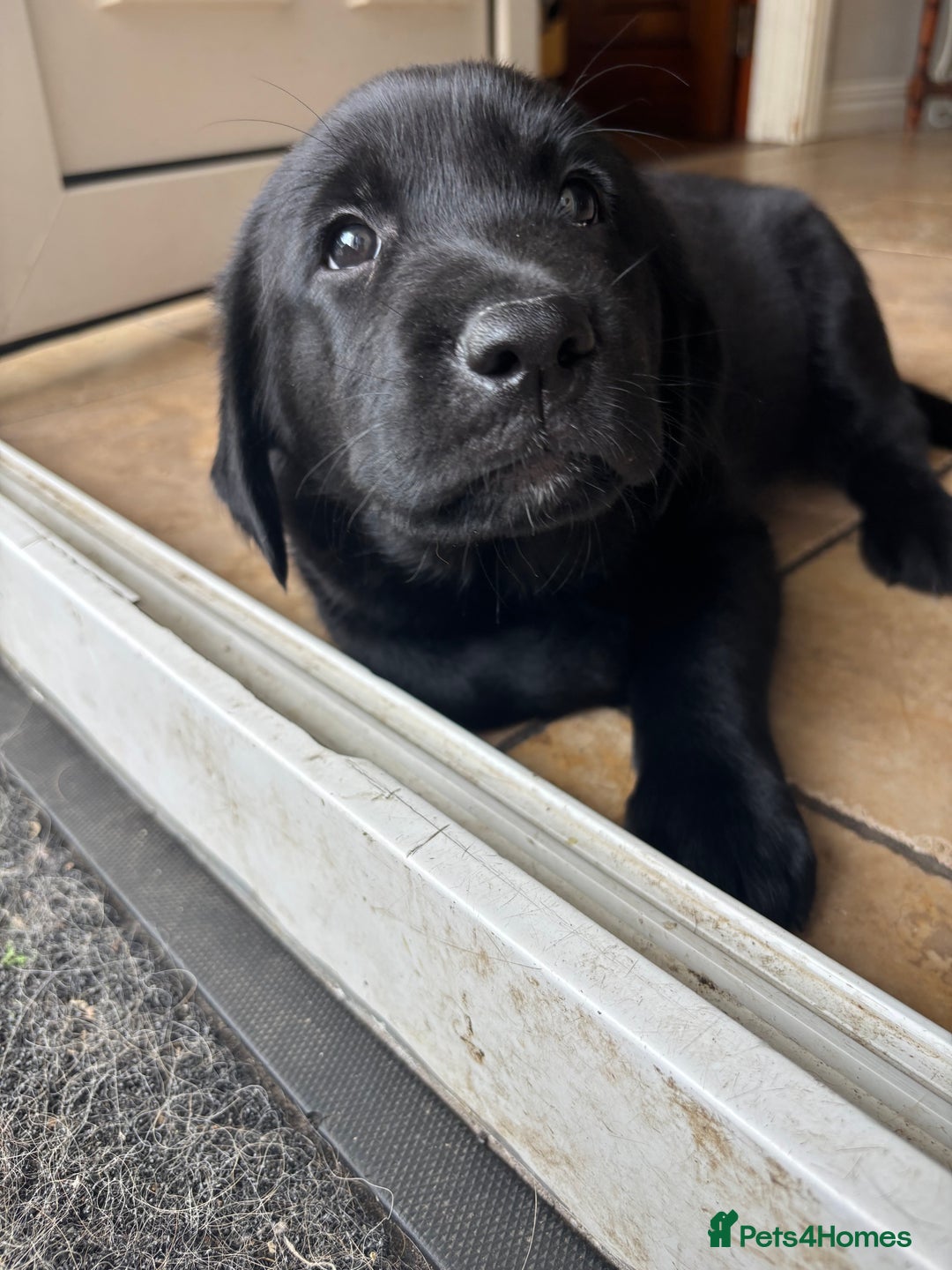 Borador dogs for sale: Borador puppies  - Image 5