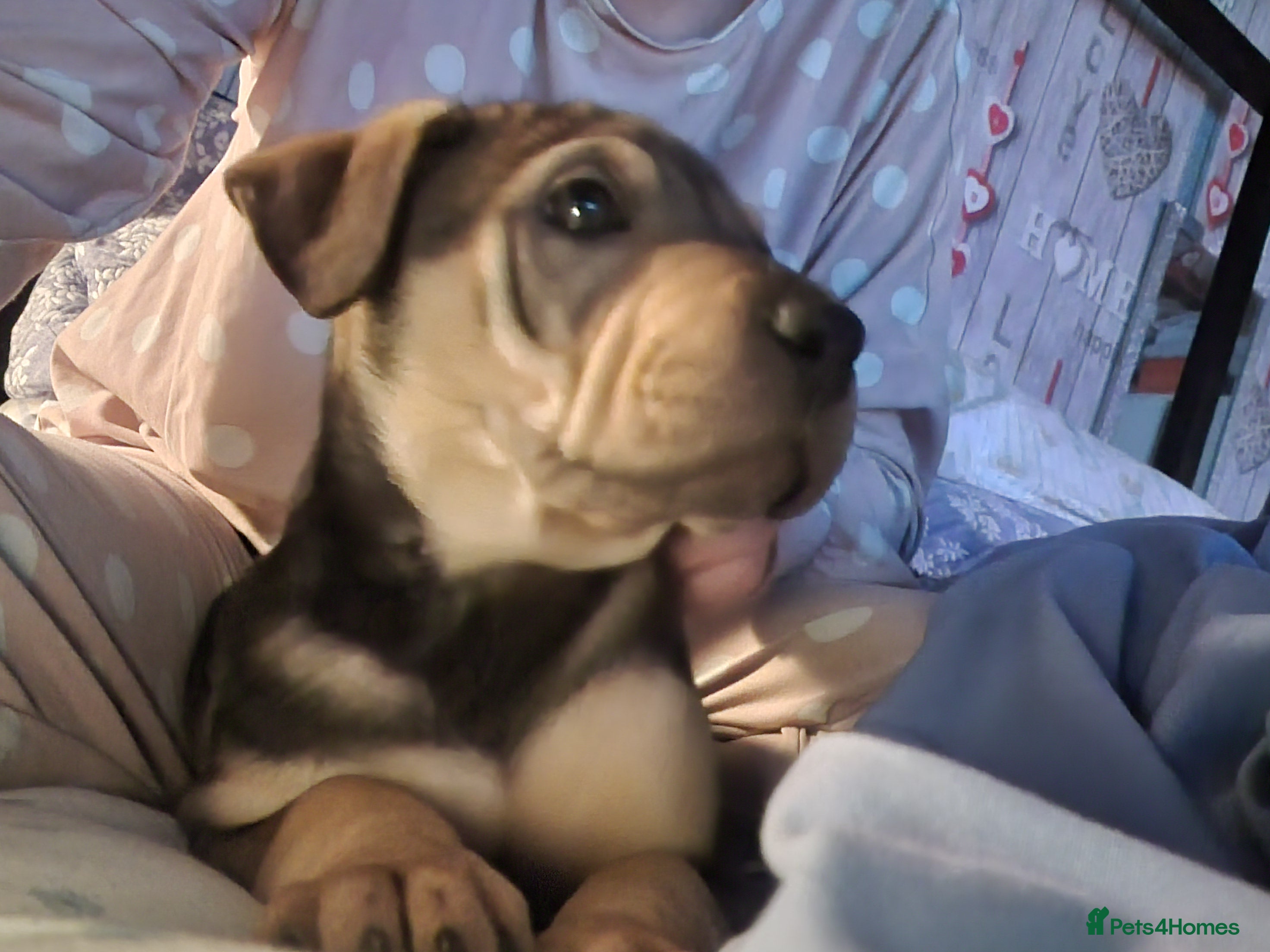 Mixed Breed dogs 11 chunky rottpei puppys  - Advert 3