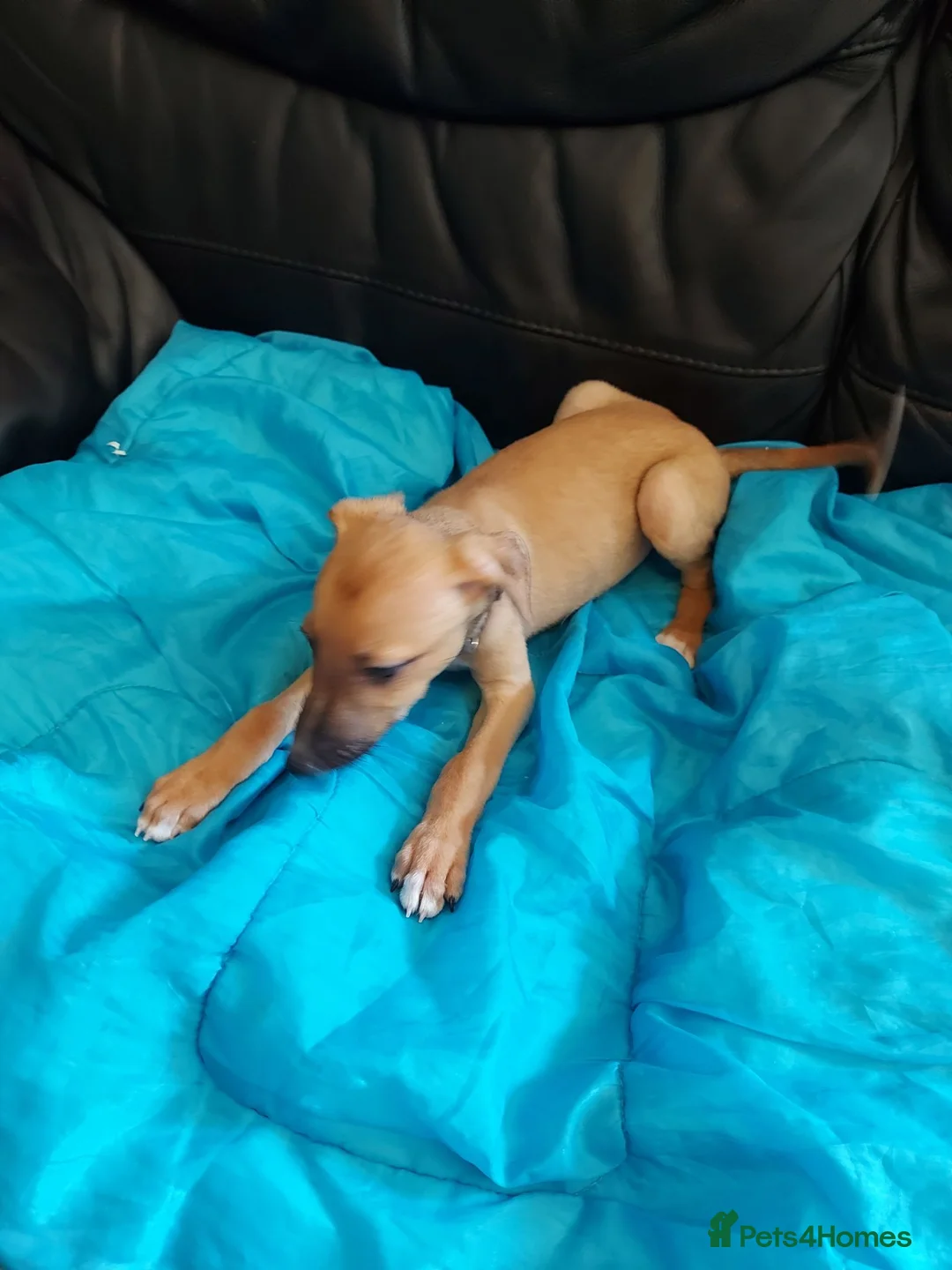 Mixed Breed dogs for sale: 4 BEAUTIFUL MALE LURCHER PUPS READY NOW - Advert 5
