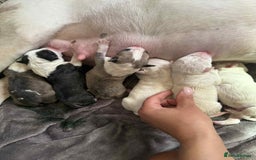 English Bull Terrier dogs for sale:  English bull terrier puppies  - Image 3