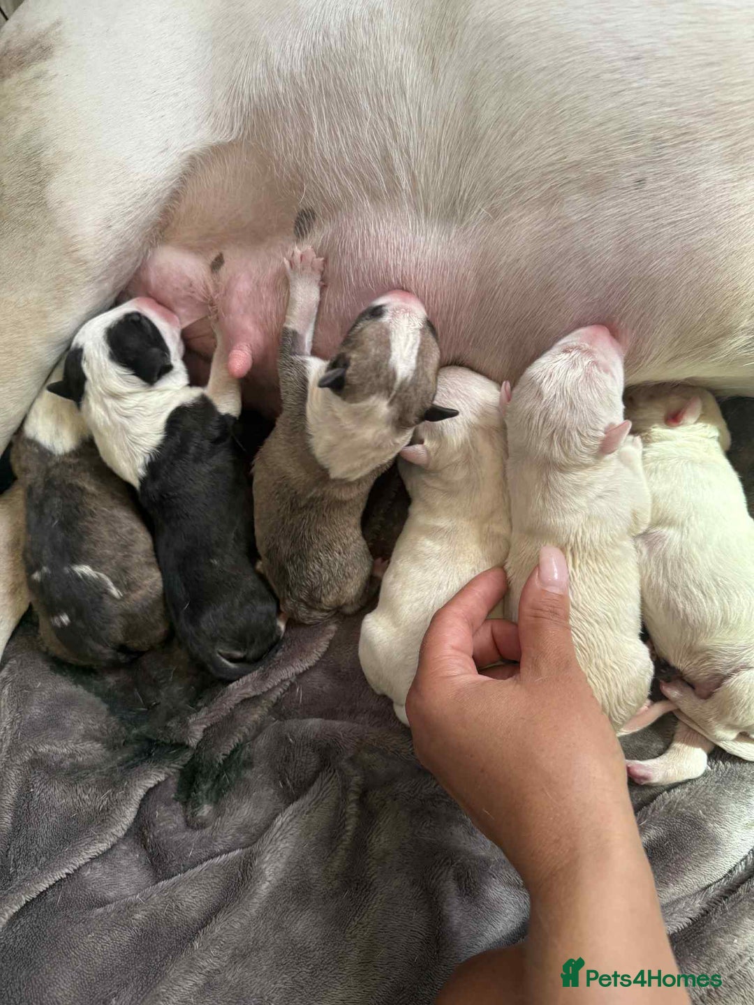 English Bull Terrier dogs for sale:  English bull terrier puppies  - Image 3