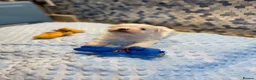 Maltese dogs for sale: Beautiful Maltese puppies for sale - Advert 9