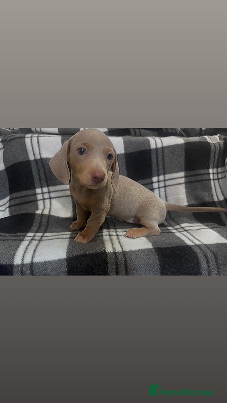 Miniature Dachshund dogs for sale: ⭐️🦋⭐️EXCEPTIONAL QUALITY ⭐️🦋⭐️ - Advert 3
