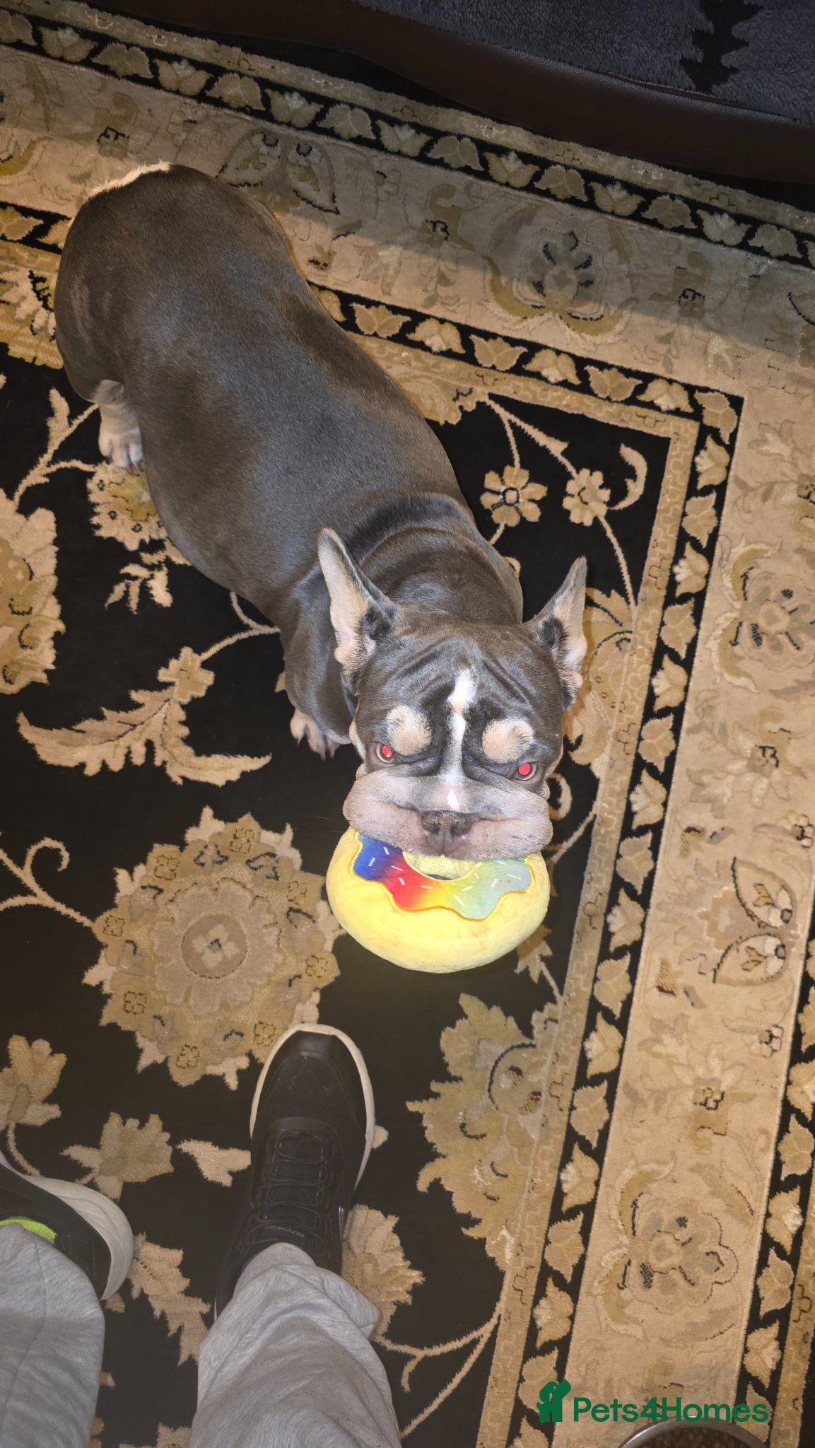 French Bulldog dogs FRENCH BULLDOG  - Advert 1