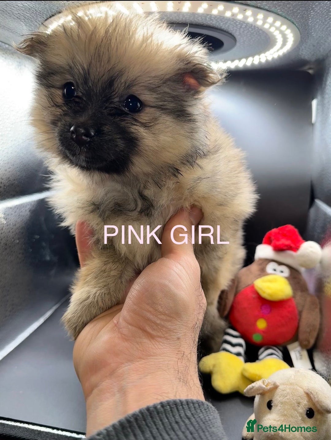 Pomeranian dogs for sale: 6 Adorable Mini/Tiny/ Fluffy Pomeranian Puppies  - Advert 18