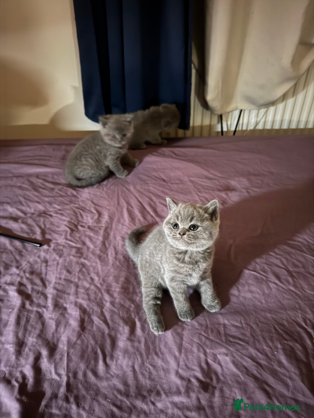 British Shorthair cats for sale: Kittens  - Advert 12