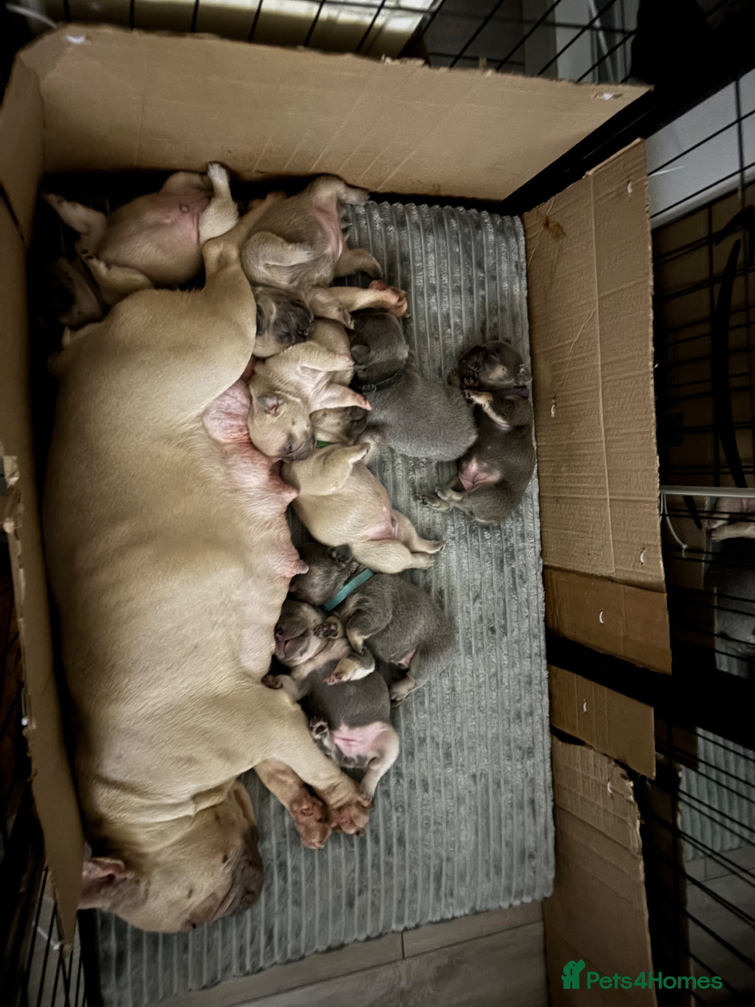 French Bulldog dogs KC French bulldog puppies - Advert 2