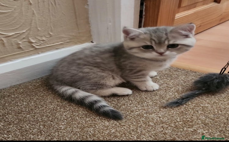 British Shorthair cats - Advert 1