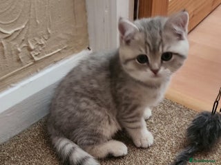 British Shorthair cats for sale - Advert 1