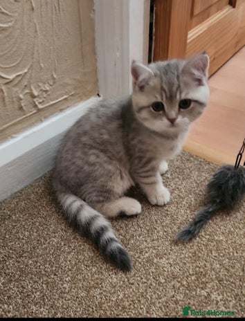 British Shorthair cats - Advert 1
