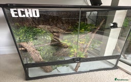 Gecko reptiles for sale: Female Harlequin Crested Gecko - Image 5