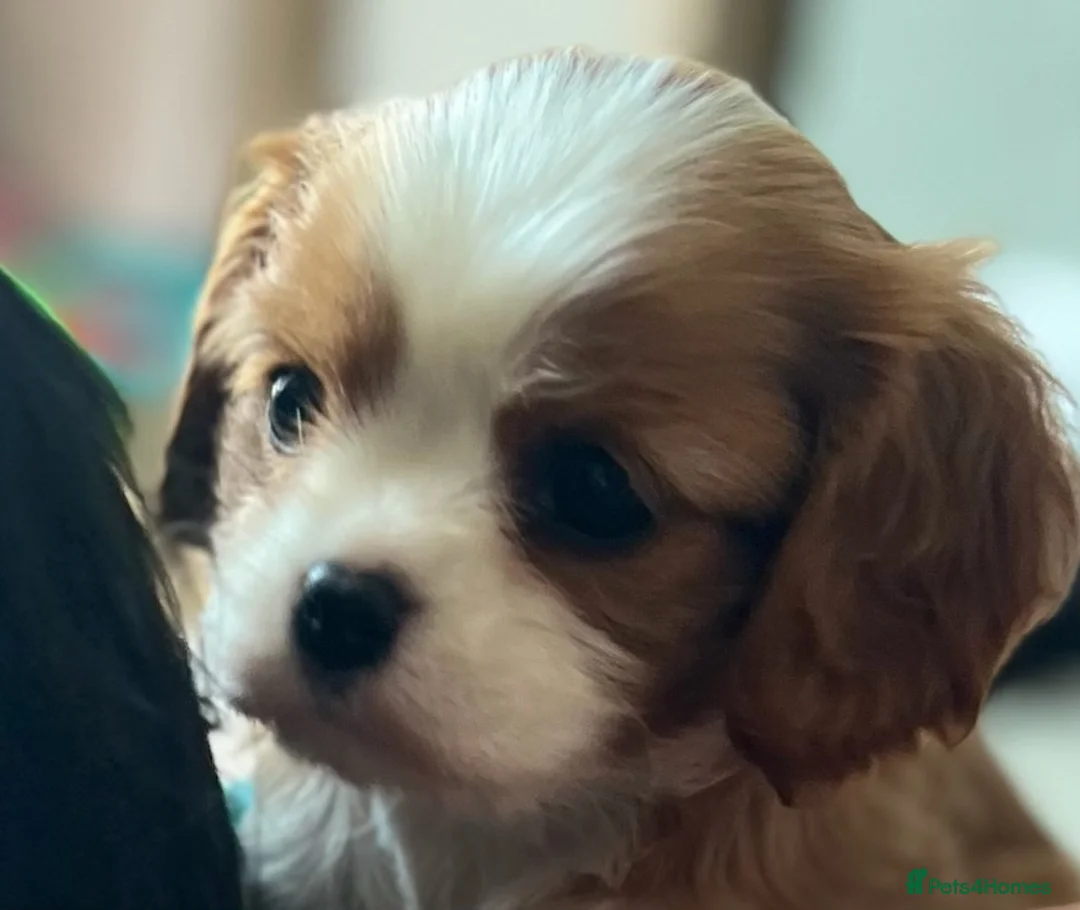 Cavalier King Charles Spaniel dogs for stud: For Stud- Exceptional Champ Pedigree Health Tested in New Milton - Advert 14