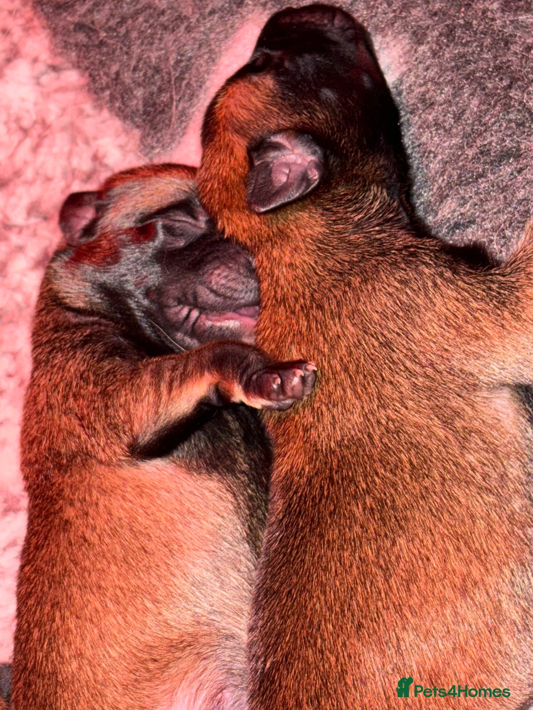 Belgian Shepherd Dog dogs for sale: Belgian Malinois Puppies - Advert 14