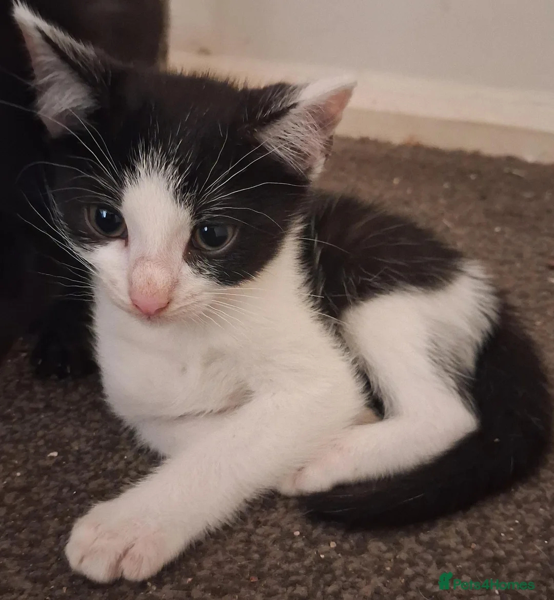 Mixed Breed cats for sale: Beautiful loving kittens for sale  - Advert 2