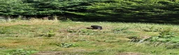 Border Collie dogs for sale: 4 adorable puppies for sale - Advert 3