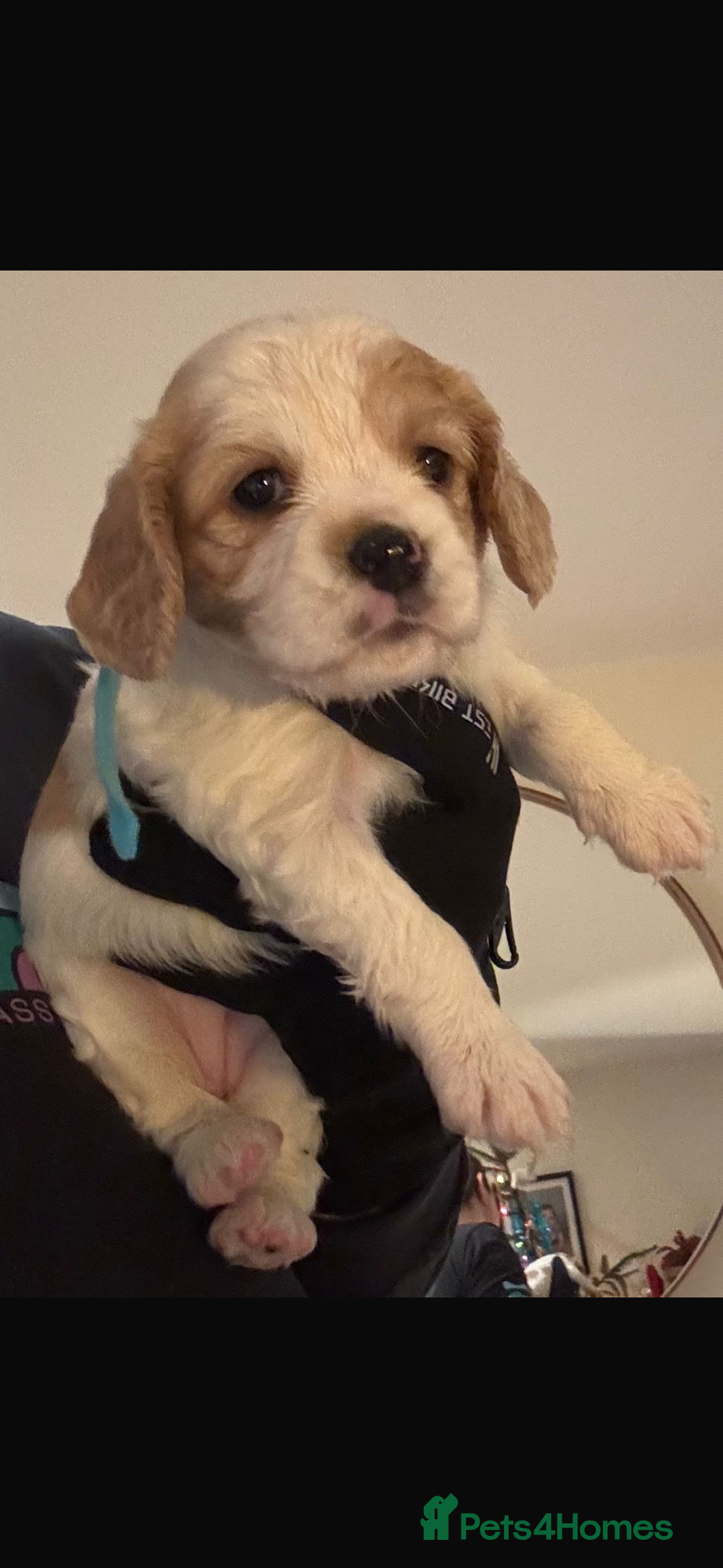 Mixed Breed dogs for sale: Cocker-Jack xCavalier King Charles Spaniel Puppies - Advert 31